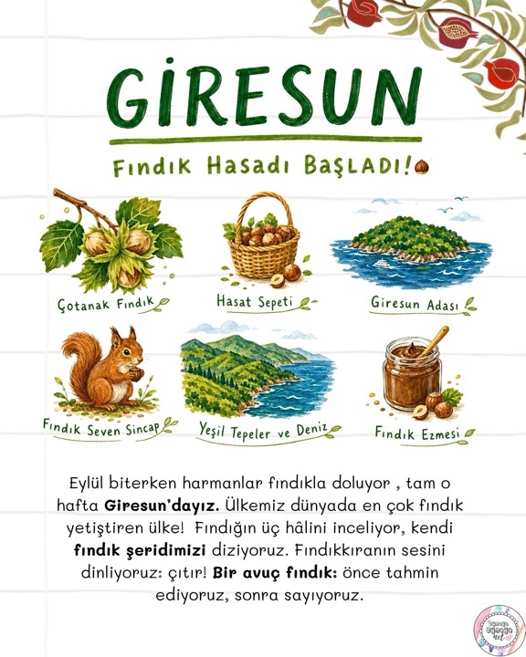 Giresun — fındık hasadı başladı: çotanak fındık, Giresun Adası, fındık seven sincap