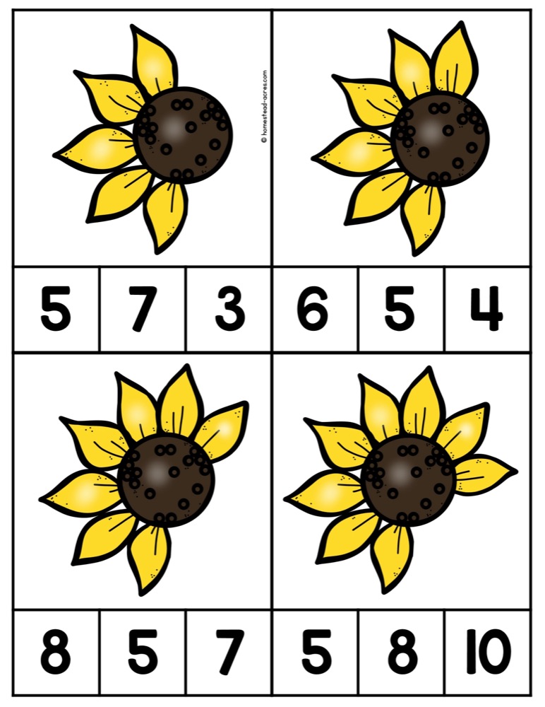 Ayçiçekleriyle matematik etkinliği
